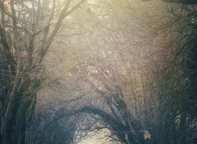 Unleashing the Pogacar Phenomenon: Discover the Magic of Cycling's Rising Star!