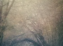 Unleashing the Pogacar Phenomenon: Discover the Magic of Cycling's Rising Star!