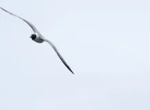 Discover Exciting Rail Biking Adventures Near You