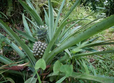 Experience the Thrills of the Tour Cycliste Guadeloupe: Unveiling the Ultimate Competitive Bike Race!