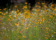 Experience the Thrilling Mobile Cycling Classic Event!