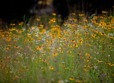 Experience the Thrilling Mobile Cycling Classic Event!